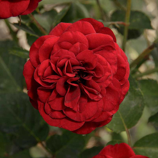 Роза флорибунда Торнадо Садовита