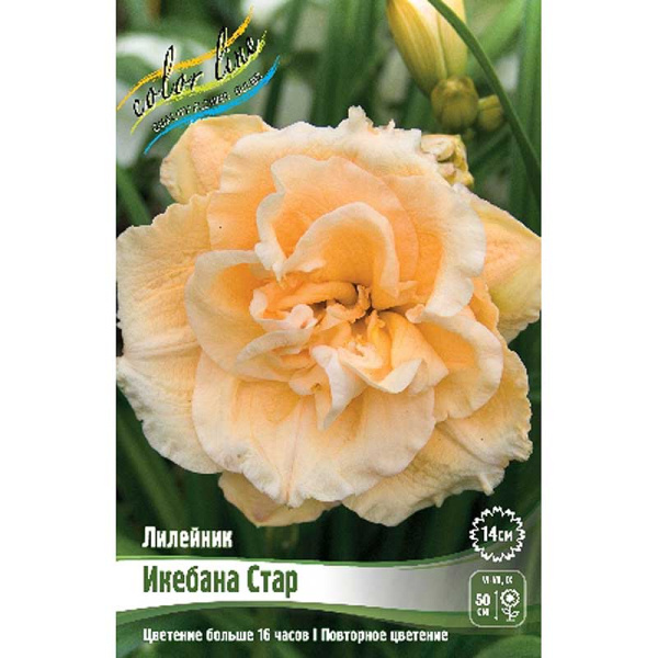 Лилейник Икебана Стар I 25 шт Биг-пак 7873 