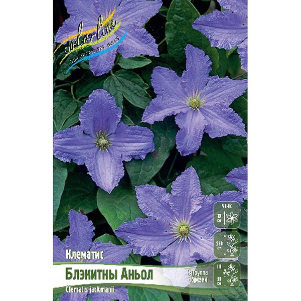 Клематис Блэкитны Аньол I 2 шт