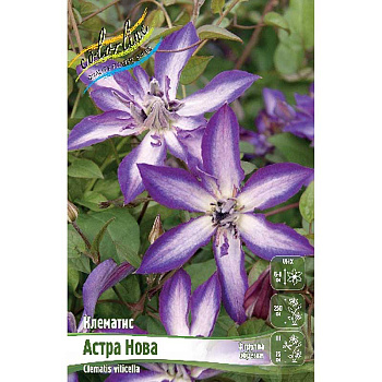 Клематис Астра Нова I 1 шт