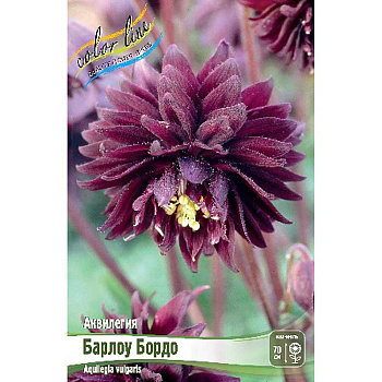 Аквилегия Барлоу Бордо I 2 шт 