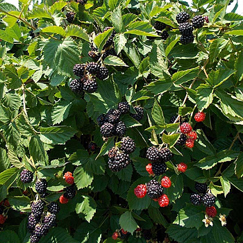 Ежевика Трипл Краун Садовита