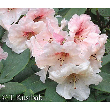 Рододендрон Гибридный Хания P9