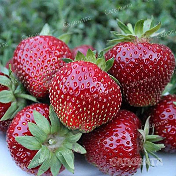 Земляника садовая Мальвина (цена за 40 шт) ОСП