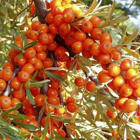 Облепиха Янтарная Садовита