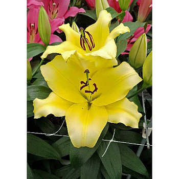 Лилия Сиэттл 12/14 2 Эконом шт 