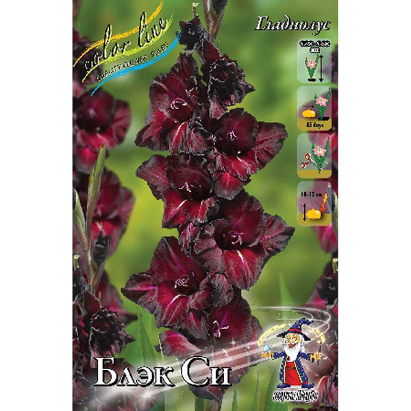 Гладиолус Блэк Си 10/12 10 шт 