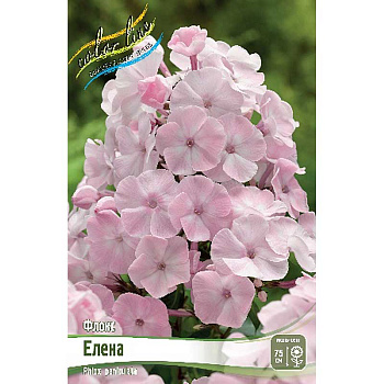 Флокс Елена I 2 шт