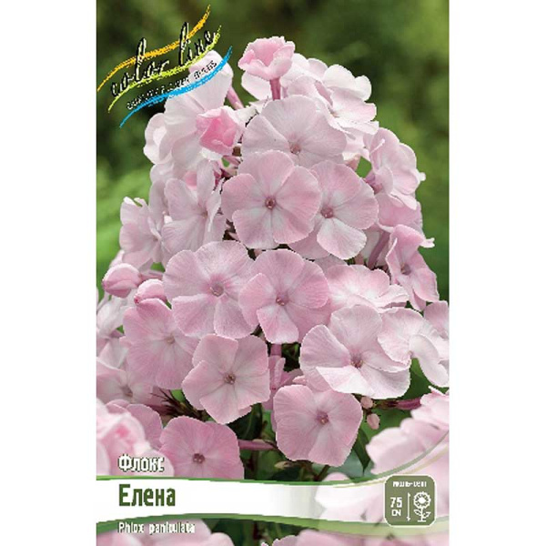 Флокс Елена I 2 шт