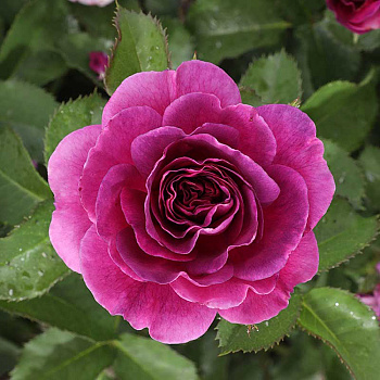 Роза флорибунда Минерва Садовита