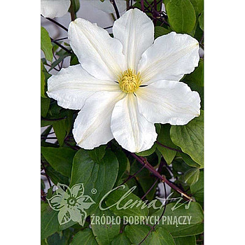 Клематис Токи P9 шт
