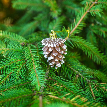 Шар 6DC6-H32-19 6шт 6см "Шишка" шоколадная с белой каймой (360