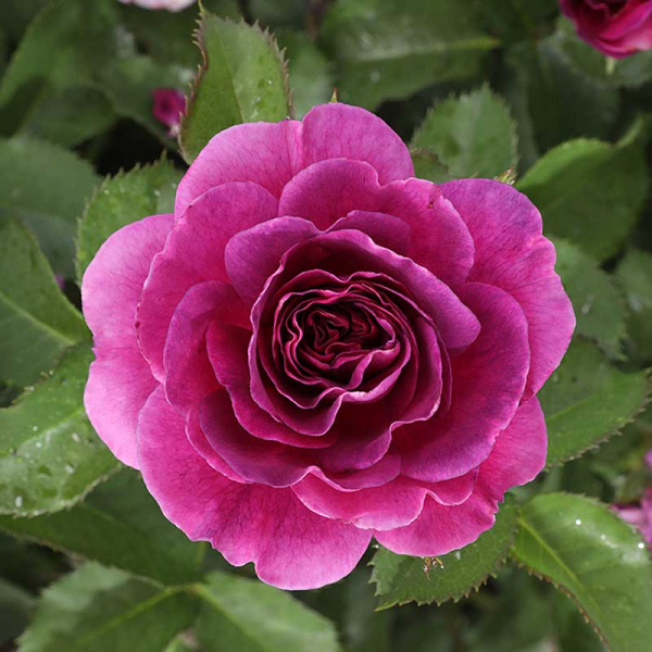 Роза флорибунда Минерва Садовита