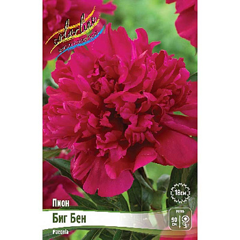 Пион Биг Бен 2/3 n 1 шт