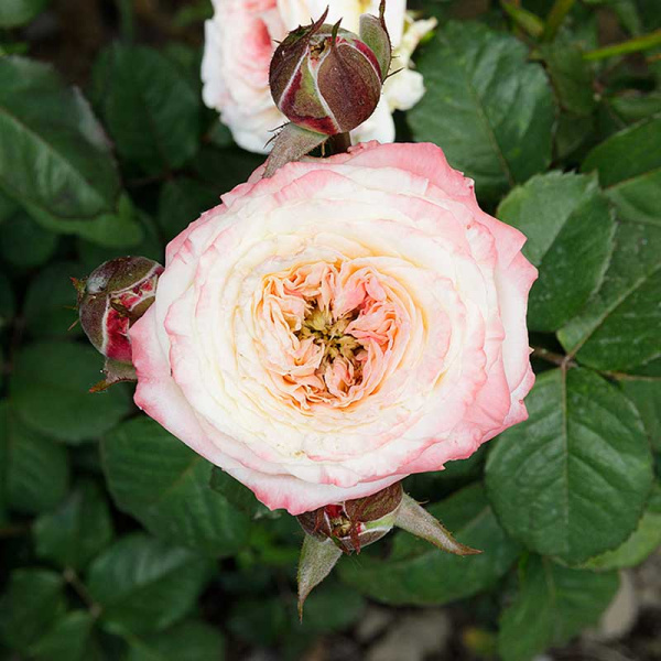 Роза Спрей Дольче Саммерхаус Садовита