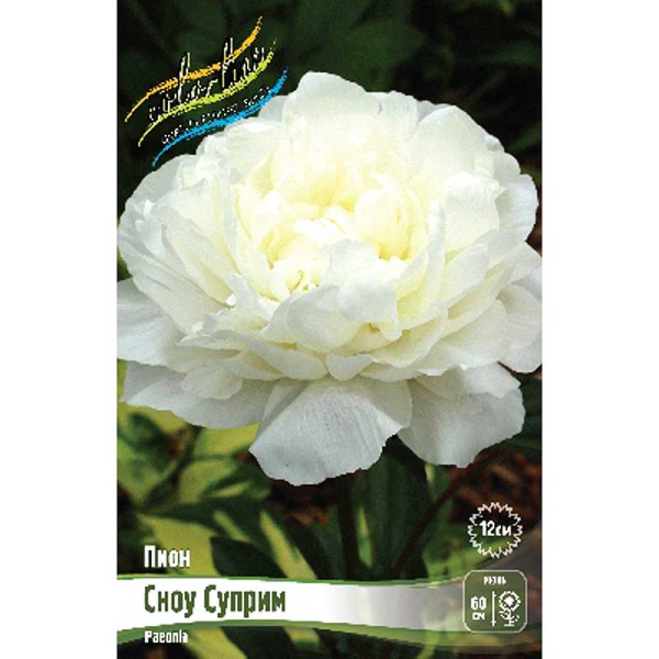 Пион Сноу Суприм 2/3 n 1 шт