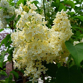 Сирень Обыкновенная Примроуз P9