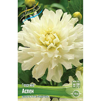 Георгина Аспен I 15 шт Шоу-бокс 9026