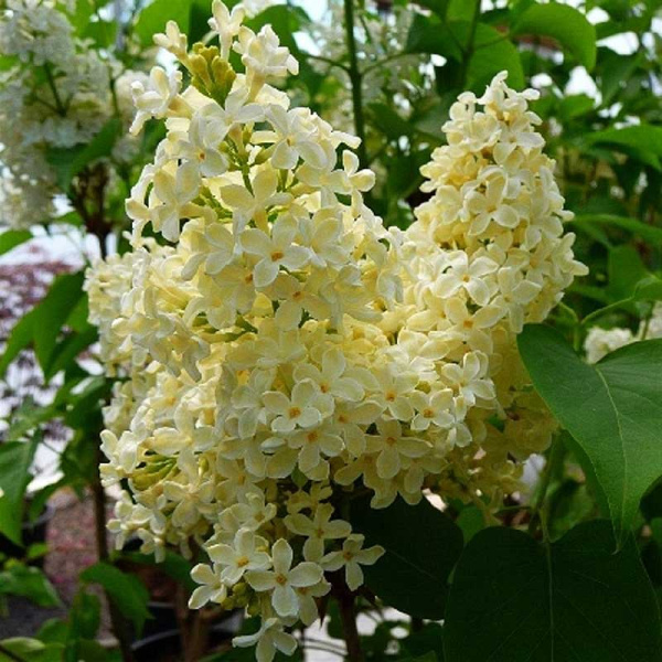 Сирень Обыкновенная Примроуз P9