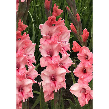 Гладиолус Силесте 10/12 5 Эконом шт 