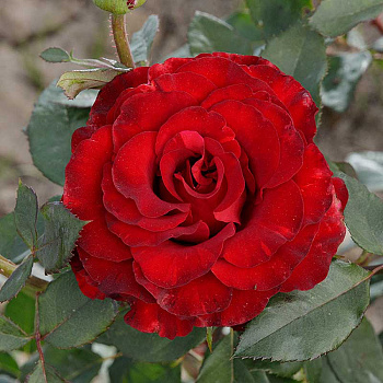 Роза чайно-гибридная Черный жемчуг Садовита