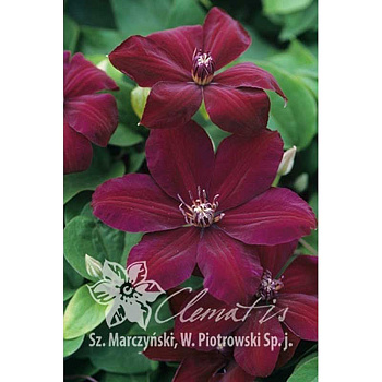 Клематис Вестерплатте P9 шт