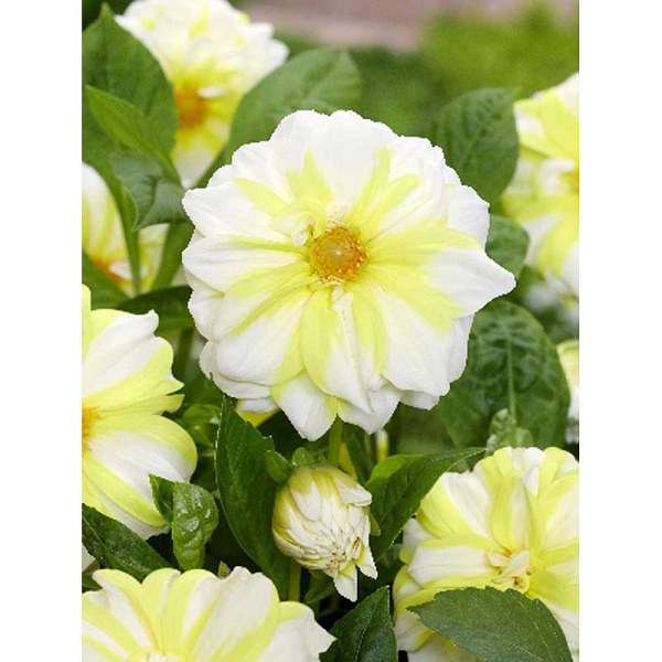 Георгина Файр Энд Айс Лемон I 1 шт 