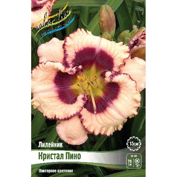 Лилейник Кристал Пино I 1 шт 