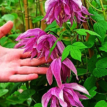 Клематис Пурпл Дрим P9 шт