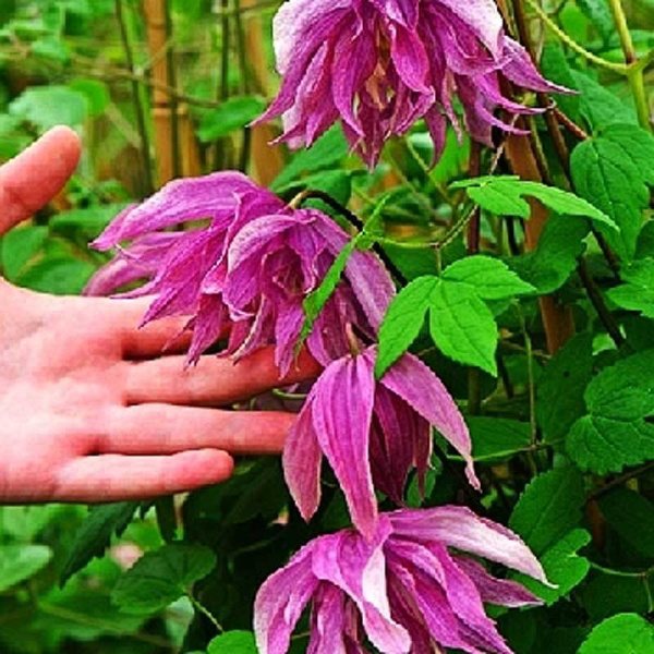 Клематис Пурпл Дрим P9 шт
