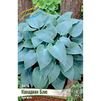 Хоста Канадиан Блю 1 n 25 шт Биг-пак 5946