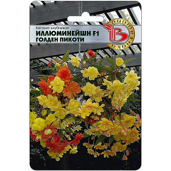 КОМ Бегония Иллюминейшн Голден Пикоти Биотехника Ц 