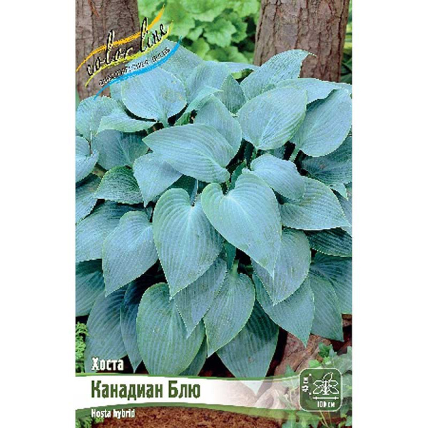 Хоста Канадиан Блю 1 n 25 шт Биг-пак 5946
