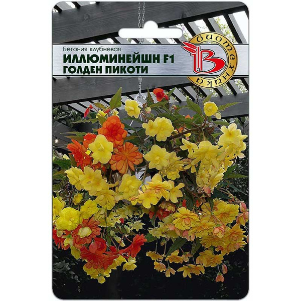 КОМ Бегония Иллюминейшн Голден Пикоти Биотехника Ц 