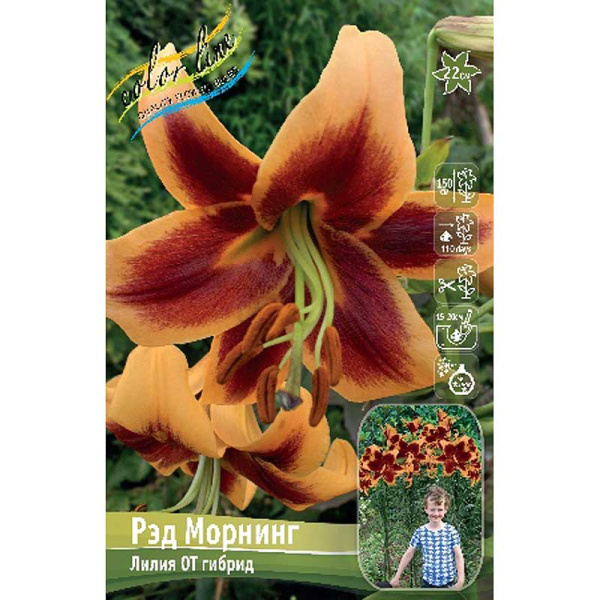 Лилия Рэд Морнинг 12/14 25 шт Биг-пак 10284