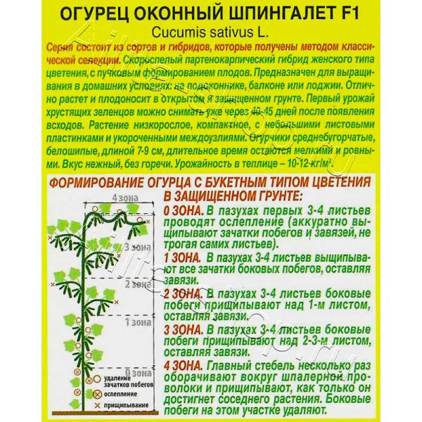 Огурец Оконный шпингалет Аэлита Цх10