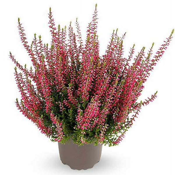 16738 Вереск Обыкновенный Франка P11 конт. шт