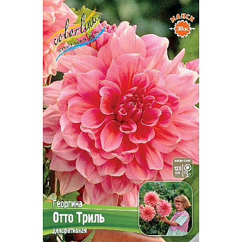 Георгина Отто Триль I 15 шт Шоу-бокс 8922