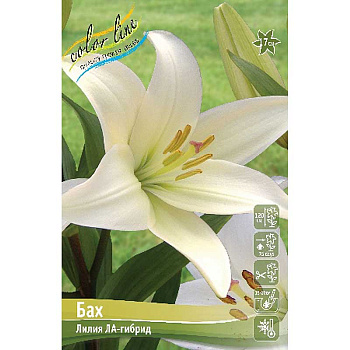 Лилия Бах 12/14 7 шт