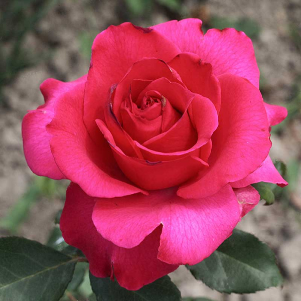 Роза чайно-гибридная Топаз Садовита