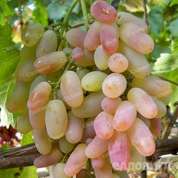 Виноград Памяти Смольникова ранний Садовита