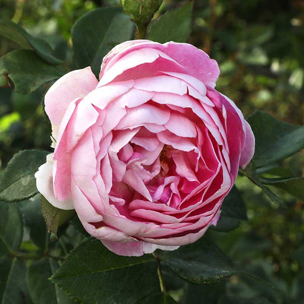 Роза шраб Сапфир Садовита