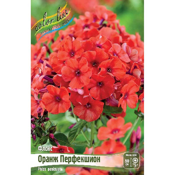 Флокс Оранж Перфекшион I 2 шт 