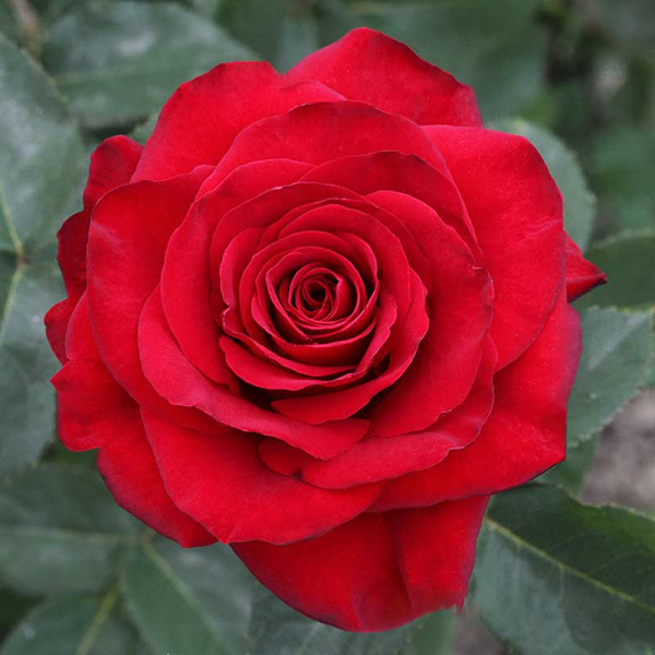 Роза чайно-гибридная Фридом Садовита