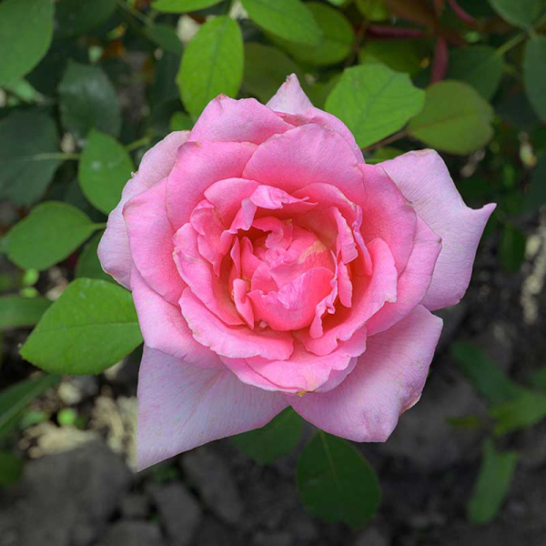 Роза чайно-гибридная Эйфелева башня Садовита