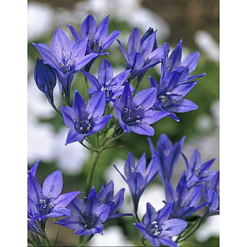 Трителейя Королева Фабиола 6/+ 10 шт 