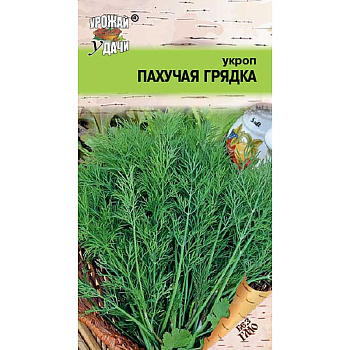 Укроп Пахучая грядка Урожай у дачи Ц