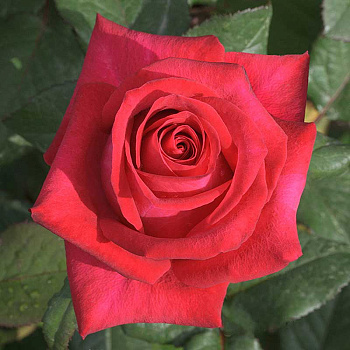 Роза чайно-гибридная Экскалибур Садовита