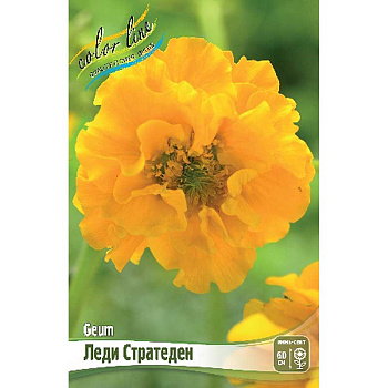 8386 Биг-Пак Гравилат Леди Стратеден I 25 шт