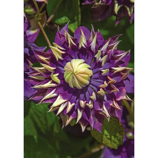 Клематис Тайга P9 шт